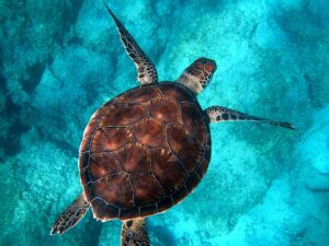 Il lungo viaggio delle tartarughe tra mare, terra e futuro e una Giornata Mondiale